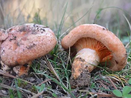 Casa vacanze Mirador De San Matias