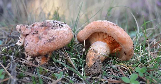 Casa vacanze Mirador De San Matias