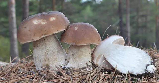 Mirador De San Matias Casa vacanze Covaleda